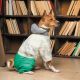 Костюм для тварин Pet Fashion Pf Style XS (4823082427970)