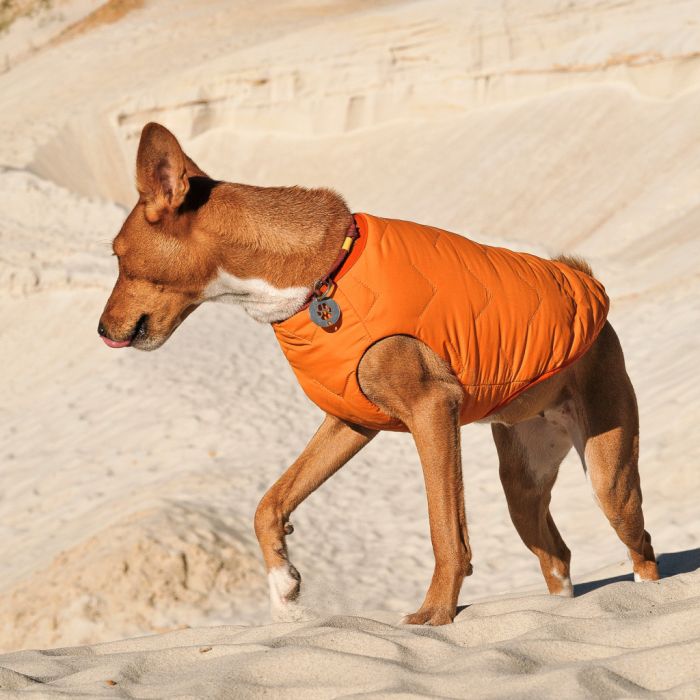 Жилет для тварин Pet Fashion 