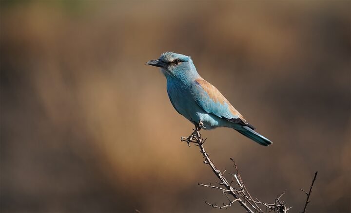 Об’єктив Sony FE 200-600 mm F/5.6-6.3 G OSS (SEL200600G.SYX)