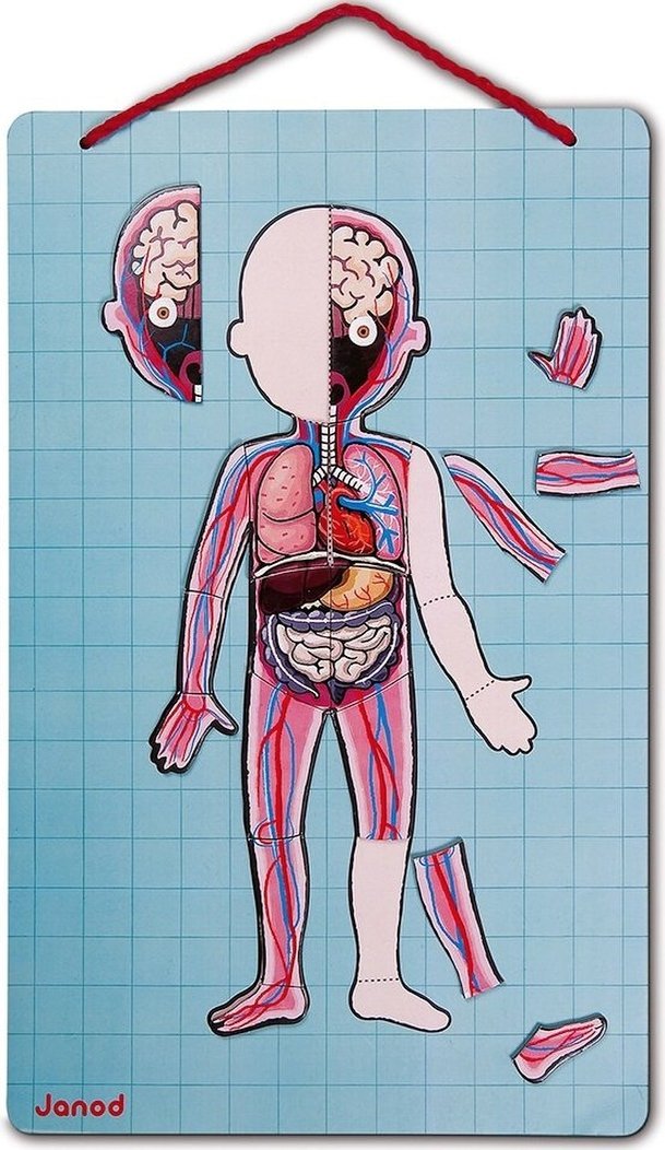 Игровой магнитный набор Janod Тело человека (J05491)
