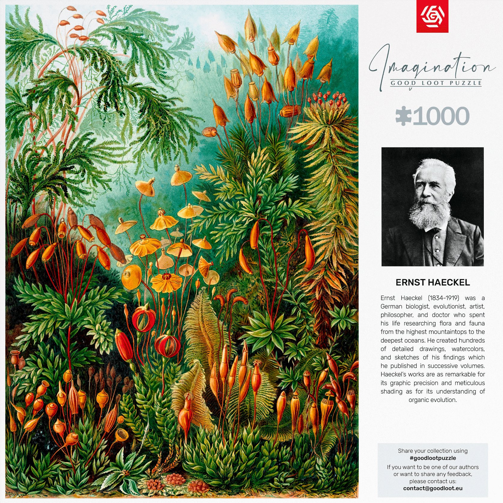 Пазл Ernst Haeckel: Muscinae 1000 ел. (5908305239642)